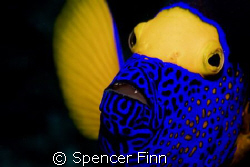 Image taken in Similan islands with a Nikon D80 and a 60m... by Spencer Finn 